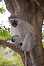 Grüne Meerkatzen (10 von 67).jpg